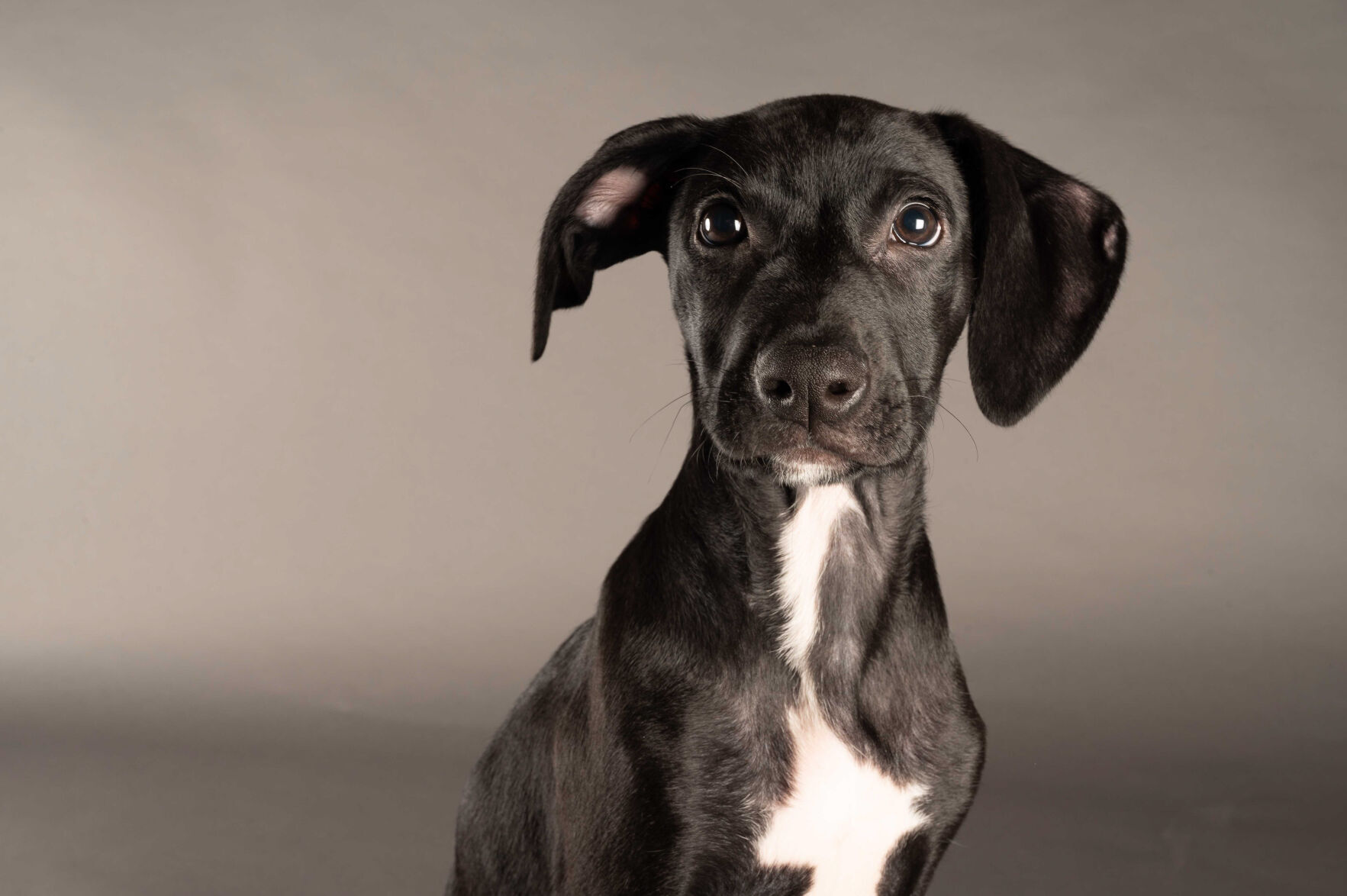 PUPPY BOWL XVII